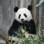 Panda in chine
