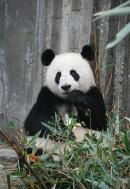 Panda in chine
